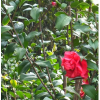 山茶花 桂花-乐山金粟苗圃产品