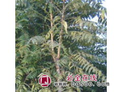 【山东千头椿/千头椿价格】千头椿价格图1