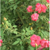 选优质月季，月季价格，月季基地，月季直供