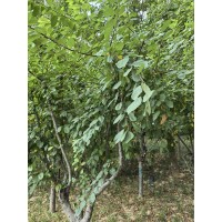 王族海棠价格表 九台市旭阳苗圃