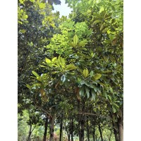 广玉兰价格，价格低到不能说，规格齐全，河南广玉兰树