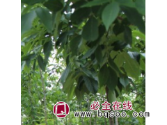 南阳杜仲，南阳市林秀园林 杜仲苗销售 园林绿化苗图1