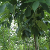 南阳杜仲，南阳市林秀园林 杜仲苗销售 园林绿化苗