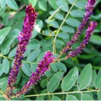 紫穗槐小苗，紫穗槐基地，焦作紫穗槐培育基地