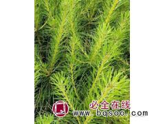 樟子松高2米-3.5米,瑞圃农林牧专业合作社图1