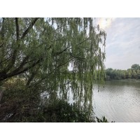 河南垂柳供应_河南垂柳求购_河南垂柳报价