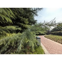 雪松高度1-7米各类规格工程苗齐全，