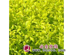 金森女贞小苗，金森女贞图片，河南金森女贞专供图1