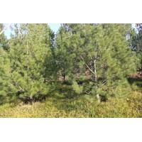 白皮松、雪松、蜀桧、油松（1-8米）、营养袋侧柏