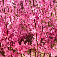 自产榆叶梅，供应榆叶梅，低价榆叶梅