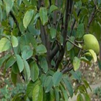 木瓜树品质保证，南阳诚信苗木，量大从优