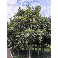 枇杷苗-枇杷苗种植-枇杷苗基地-枇杷苗价格