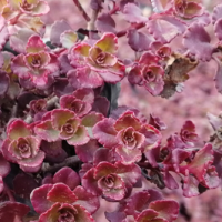 三七景天_三七景天价格_优质三七景天