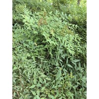 南天竹-南天竹价格_南天竹信息_南天竹介绍