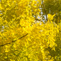 黄金槐|黄金槐价格|黄金槐苗|黄金槐苗圃