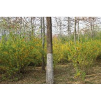 东北连翘_东北连翘价格,华北连翘和东北连翘有什么区别?