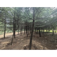 3米雪松价格4米雪松价格1-10米雪松价格咨询!