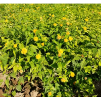 棣棠，棣棠小苗，棣棠工程苗，棣棠百万株，量大批发