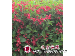 红王子锦带-红王子锦带价格，红王子锦带价格行情图1