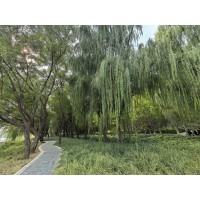 【鄢陵花木】鄢陵花木价格_鄢陵花木批发_鄢陵花木厂家