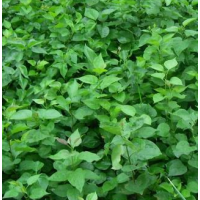 供应紫丁香种子、辽宁紫丁香种子、辽宁紫丁香种子批发