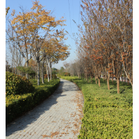 湖南湘植园林绿化基地|浏阳罗汉松|浏阳桂花|浏阳苗木|