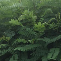 紫穗槐种子_紫穗槐小苗