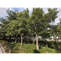 大叶女贞，大叶女贞价格，大叶女贞工程苗专供