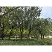 垂柳基地，垂柳苗木，垂柳价格，垂柳工程苗，垂柳专供