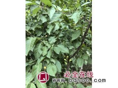 西府海棠 8-9-11公分园林绿化西府海棠 公园道路13公分海棠树图1