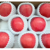 苹果树 苹果树根系发达产果绿化树工程行道风景庭荫树易栽培根茎健壮