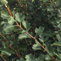 山楂苗 3-6公分当年结果山楂树 甜红籽山楂苗种植树种