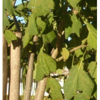 黄金树 济宁旭光苗木绿化工程有限公司 园林绿化树