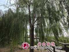 柳树_柳树价格_柳树图片图1