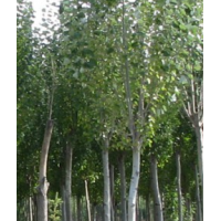 银中杨 五常市绿川园艺场