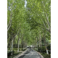 法桐 圆锥形 绿色系 胸径年生长量3cm 行道树 落叶性