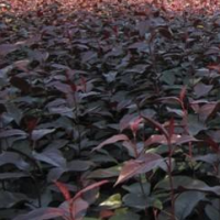 王族海棠 波泥河荣达苗木花卉繁育场 海棠苗 海棠营养钵苗