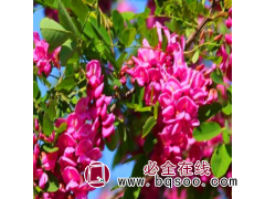 香花槐 香花槐苗 耐干旱 花量大花期长 树形优美 全国发货图1