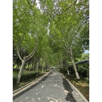 法桐 济宁市会友园林绿化有限公司 法桐行道树 5-25公分法桐