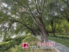 天津垂柳、天津金枝槐、天津金叶榆_松江生态苗圃基地图1