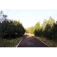 陕西白皮松@白皮松小苗@白皮松价格@天一白皮松苗木