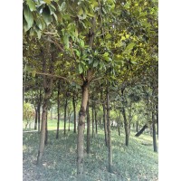 朱坪村玉兰基地，广玉兰价格_15公分700元_河南广玉兰价格