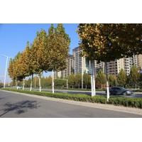 法桐价格_法桐批发_法桐 浩林苗木 园林绿化苗木树