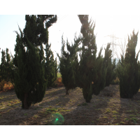 龙柏，大叶女贞，白腊，青桐，红叶李苗木直供