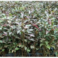 苹果、梨、李子、柿、杏树、河南武陟县绿之源苗木基地