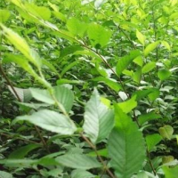 基地直销 榆树苗 榆树 绿化工程苗 榆树树苗 量大从优 树形优美