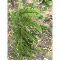 水杉_水杉树_水杉求购信息_水杉价格