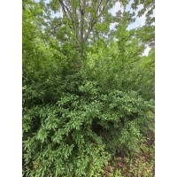 石榴苗木根系好，河南鄢陵彩叶花卉果苗培育基地－软籽石榴苗