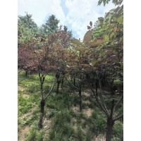 2-8公分红叶李批发，红叶李 园林绿化苗 公园绿化