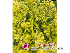 辽宁苗木网|辽宁苗木求购信息|辽宁苗木供应|辽宁苗木价格图1